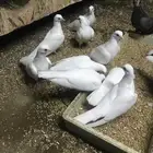 صنعاني اصيل شيبه