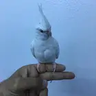 كروان البينو متكلم