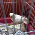 فرخ روز البينو