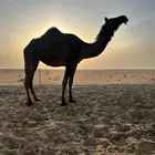 لقحه مجهم