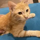 قطه للتبني