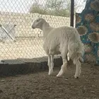 رخل صنف الصنف ماشاء الله