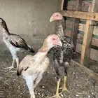 طقم شامو ياباني
