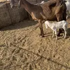 شاه ساكنيه مطفل