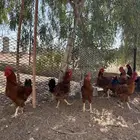 ديوك للبيع