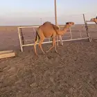 للبيع حشو
