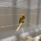 روز منتج شرط ذكر