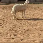 خروف جذع صنف حري
