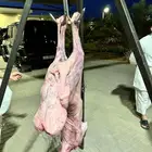 معلم مشاوي مشويات شوي