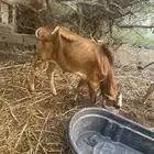 حسيل للبيع لبني البيع سمح