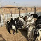 مقاني مراح واحد معزا