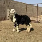 للبيع خروف نجدي طيب ب الحيل