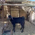 جفره مليانهه