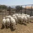 طليان
