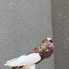 حمام نفاخ مسوبع مستوى ومنتج