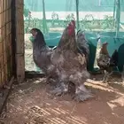 دجاجه وديك براهما