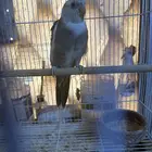 كروان منتج