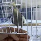 ببغاء أليف للبيع