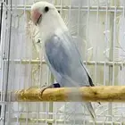 ذكور روز محلله وجاهزه للانتاج