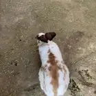 ارنب ذكر للبيع