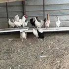 دجاج رومي وبلدي ابيض