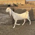 للبيع مطورات نوادر صنف مقرعات