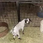 عنز معها تيس