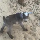 تيس قزم للبيع