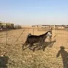 لبيع تيس مخصي