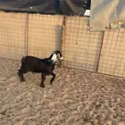 تيس تم البيع الله يبارك لهم