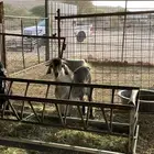 6 تيوس ذبايح طيبة