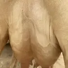 بقر فاخر