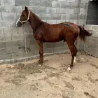مهر 8 شهور