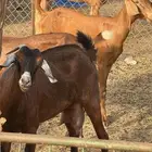عنز حليبها وافر