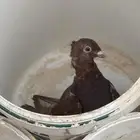 اناثي زاجل فواخر