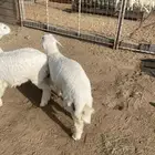 طليان كفو جبره مقفله شحم