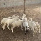للبيع رخيل