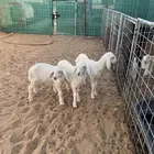 دواغير حريات خروفين ورخل