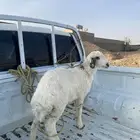 رخل طيبه