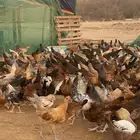 دجاج للبيع
