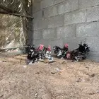 ديوك