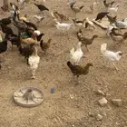 دجاج عمره شهرين إلى ثلاث شهور