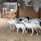 رخال مواليد طيبه بالحيل من 1440
