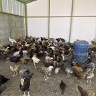 صيصان بلدي وفيومي