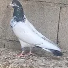 للبيع جوز تيدي