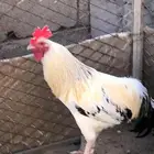 ديك للبيع بلدي