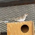 يمام قمري ابرق اورنج ماسي