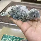 فروخ ببغاء كويكر ( تم البيع )