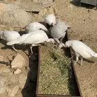 الطايف بني سعد