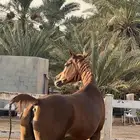 فرس مصريه بيور لايجي إلا اصامل